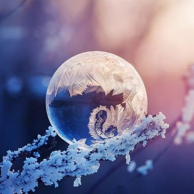 elvenflowers's profile picture. 