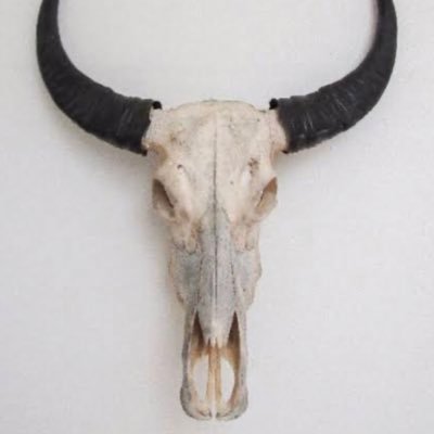 bigakafasi's profile picture. senin kafan onun kafası bunun kafası hepimizin kafası biga kafası ☄️🌪✨