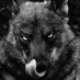 BadMrWolf (@thebadmrwolf) Twitter profile photo BadMrWolf (@thebadmrwolf) Twitter profile photo