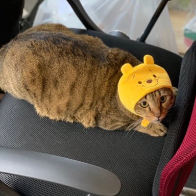 全集中 猫の呼吸bot 鳴き声が犬っぽい猫ちゃん ネコ 猫 ニャンコ 可愛い 癒し 動物 T Co Hd5xcp1ulj 全集中 猫の呼吸bot 鳴き声が犬っぽい猫ちゃん ネコ 猫 ニャンコ 可愛い 癒し 動物 T Co Hd5xcp1ulj