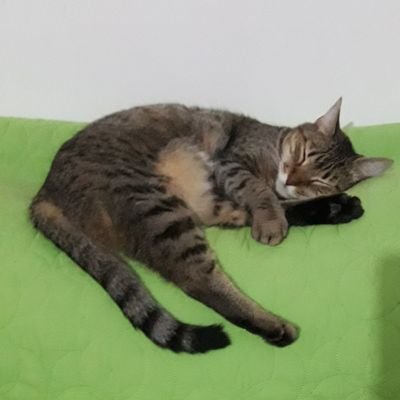 danibent1's profile picture. Traductora literaria inglés - castellano

Buenos Aires