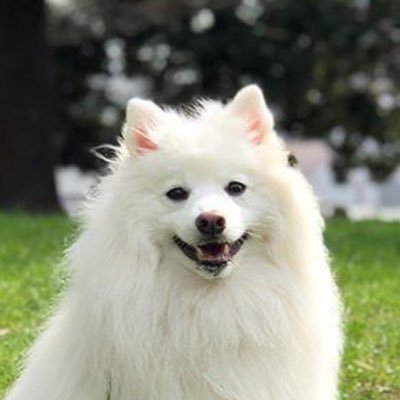 mummm12455's profile picture. 犬が大好きです。三匹飼っています。不幸な動物、実験動物、虐待される動物を救いたいです。日本の危機にも気がつきました。参政党を応援しています。日本人を助けてください