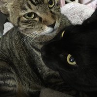 大家さん (@sjzrg3c0avnrv8n) Twitter profile photo