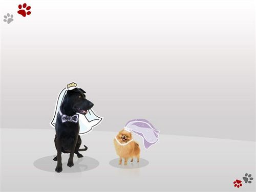 shir_n's profile picture. סחית מחמד