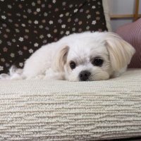 ใใฎใ๐@ใใฏใใซ (@kinoco20171012) 's Twitter Profile