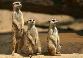 Dellaaskew's profile picture. 