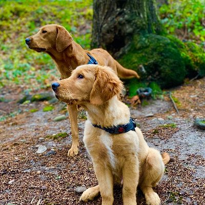 Daily lives of our 5 animals in the Pacific Northwest 🌲Jax 🐕 Ozzy 🐕 Morgan 🐕 Brian 🐈 Carl 🐈