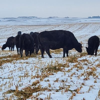 Farmer, part time cowboy, soil health nerd, father of 5. I don't know a lot, but I like to learn. Located in SC North Dakota