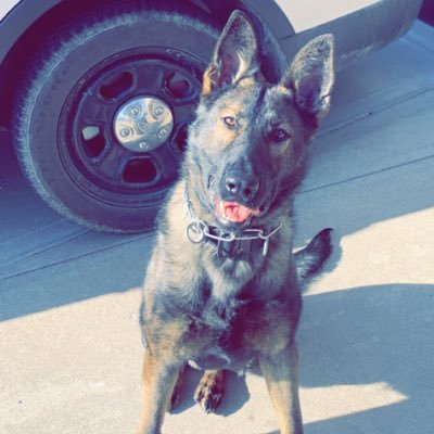 K-9 Axel, a Czech Shepard/ Belgian Malinois, is a Police Service Dog certified in Patrol and Narcotics Detection. Douglas County Sheriff’s Office- Omaha, NE