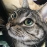 frozenray2014's profile picture. ゲーム！猫！酒！最高！ FGOをメインにモンスト NIKKE ヘブバン APEXを気ままに遊ぶよ NIKKE始めたばかりだけどマイペースにやってきます ポケカを少しかじりつつ毎日きままにやってるよ 懸賞応募もやる！ 無言フォロー、懸賞応募のリツイート多くてすいません…ミュートよろ！