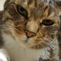 Jinko@次回に向け作品作るよ! (@k_ruiren) 's Twitter Profile Photo Jinko@次回に向け作品作るよ! (@k_ruiren) 's Twitter Profile Photo