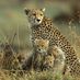 Tana (@serengeti1) Twitter profile photo Tana (@serengeti1) Twitter profile photo