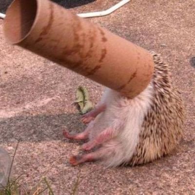 nano_LiSA_Love's profile picture. ハリネズミ。クソネズミ。ゲスネズミ。ハリー。  HeDg3.  どうあがいてもれんさんかわいい。WS=グリザイア&CCさくら＆ロボノ。ちゃんLiSA @LiSA_OLiVE 一筋