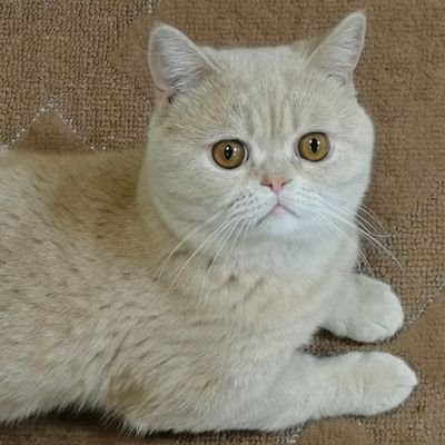 2018.3.18生まれ7歳のエキゾチックショートヘアのマオ(♂)です!
寝ることが大好きでいつも寝てるまったりさんです(⊃ωー`).。oO
よろしくお願いします(♡´꒳`♡)
写真の無断転載は御遠慮ください。