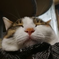 まにまに (@sakana_manimani) 's Twitter Profile
