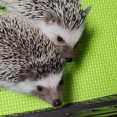 はるかさんのプロフィール画像
