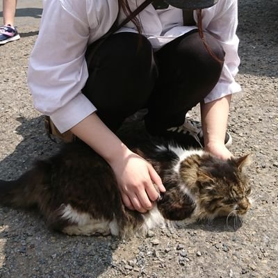 ポケモン・スプラトゥーン・CUTIE STREET(可奈ちゃん推し)
今はもうリポストしかしてない(´・ω・`)