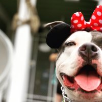 Life With Charlotte (@lifewithcharlo2) 's Twitter Profile