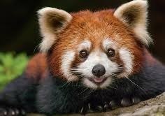 DavidLorenzoPaz's profile picture. ajam