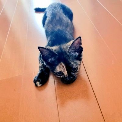 保護猫9匹
るう♀️せり♂️(4/4生)'19/7/18～
ﾘﾘｰ♂️ぽぽ♂️(8/1)'19/12/16～
みう♀️(6/14)'20/9/19～
ｼﾞｬｽﾐﾝ♂️(6/6)'21/8/28～
ちーゆ♀️(7/1)まるちょす♀️(8/19)'22/11/5～
まる母ｱﾝｼﾞｭ♀️('20/8/19)'22/12/10