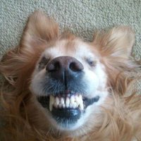 AndyHarv (@andyharv1) 's Twitter Profile