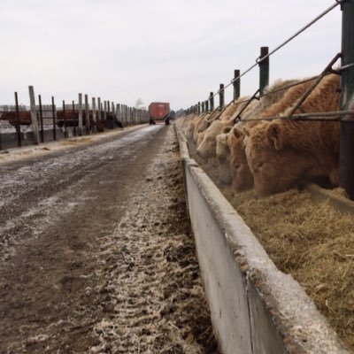 Feeding calves on the frozen plains of the Big Sky State.