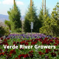 Verde River Growers(@VerdeRiverGrow) 's Twitter Profile Photo