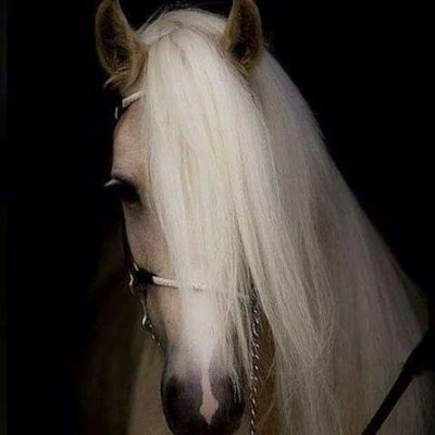 bnto_elkhatab's profile picture. " لله نمشى والحياة مخيفة والله يحفظ من إليه يسير ♡ "