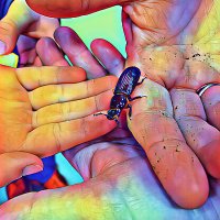 IU Biology Outreach (@iubiooutreach) 's Twitter Profile