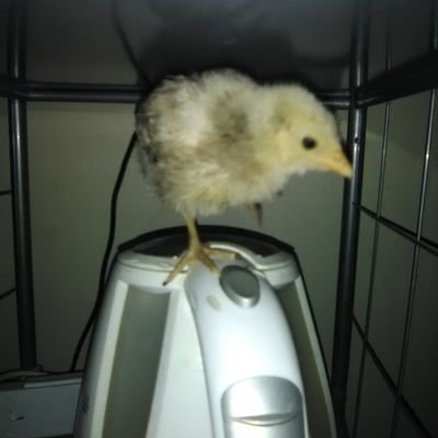 Taylor I Love you.
I make waves
Eminem is King
Kierkegaard is my friend
My eagle is disguised as a chicken
Newest album out at JBHiFi next year feat. JBeib