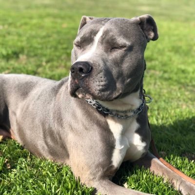 This is the account for a dog that would most likely LOVE to meet you.