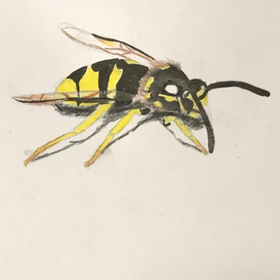 Nouchkagu's profile picture. 
