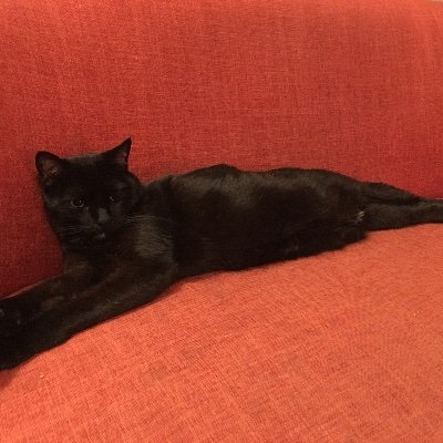 jenny_bebop's profile picture. 