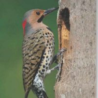 Northern Flicker(@FlickerNorthern) 's Twitter Profileg