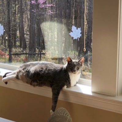 EMNelson8's profile picture. random behavior generator, enthusiastic agnostic, recovering IT Consultant