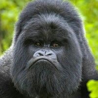 Stuart Camp (@stuartcamp) 's Twitter Profile