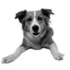 FamilySeattle's profile picture. Family - Seattle Advertising Agency and Digital Marketing Rocket Ship. Don’t ask me what that means. I’m just the dog around here. Howdy, I’m Scraps!