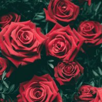 RZvelasco (@zvelascor) 's Twitter Profile