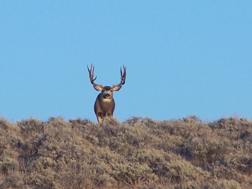 jbeddins's profile picture. I am a Wyoming native interested in protecting big game.