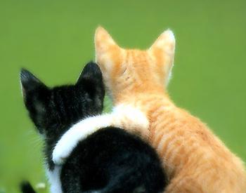 Lネコ (@lneko2) / Posts / X