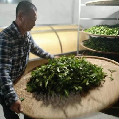 third generation #teafarmer 
floral,fruity, aromatic Dancong #oolong #tea
Email:wudongteagrower@163.com
whatsapp :+86 13539809549
wechat: wudongtea