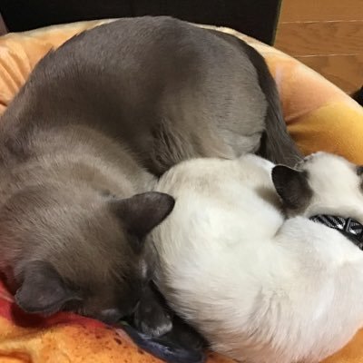 torhy11's profile picture. Ｆ１と猫、時々漫画とゲーム。無言フォローＯＫ！
#f1 #f1jp #モータースポーツ