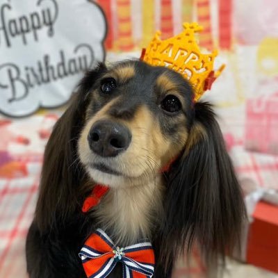 moca20171225's profile picture. 2017.12.25クリスマス生まれのミニチュアダックス。モカちゃん&パパです🐶 天真爛漫なんでもカミカミオシッコジャーですが家の可愛い娘です笑 無言フォロー失礼致します🙏🏻