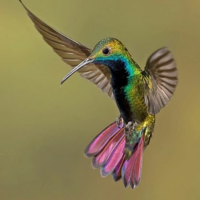 lleys_'s profile picture. If you are patient in one moment of anger, you will escape a hundred days of sorrow.   🌸