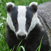 BadgersAshbridge(@BadgersAshbrid1) 's Twitter Profile Photo