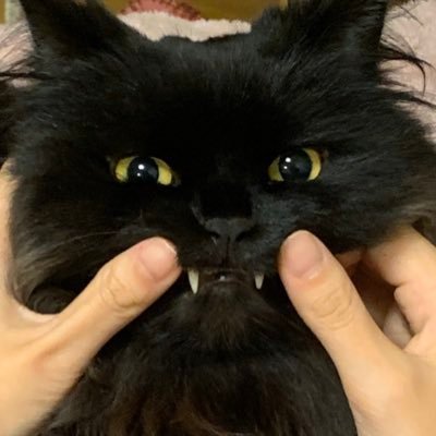 mio_gin's profile picture. ポルノグラフィティฅ^._.^ฅ