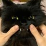 mio_gin's profile picture. ポルノグラフィティฅ^._.^ฅ