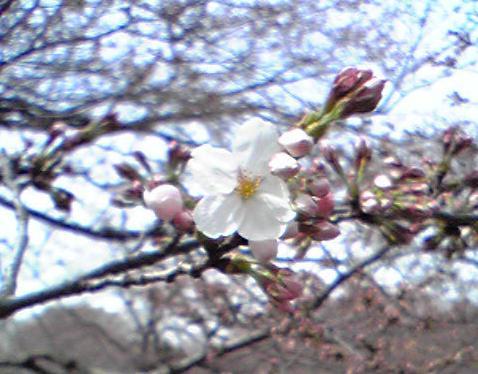 karintoya's profile picture. いつも気楽にやってます。性格は、細かいですが。お菓子大好きです。その為、お料理するのも好きになりました。食べる事とお酒を嗜むのが、とっても好きです。この16年間で、16Ｋｇ太りましたが・・・。季節では、春が好きです。でも、花粉症です。とりあえず、宜しくお願いします。