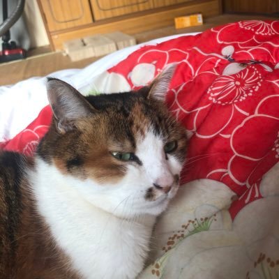 ChVNJk28momWGCv's profile picture. 動物大好きです❤️今は猫だけですが柴犬、ペットの豚さんも居ました❗️植物も好きで四季を通して何やかや植えて楽しんでます。宜しくお願いします。