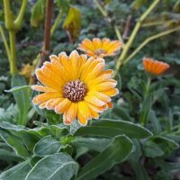 Suat MAMUR (@suatmamur) 's Twitter Profile